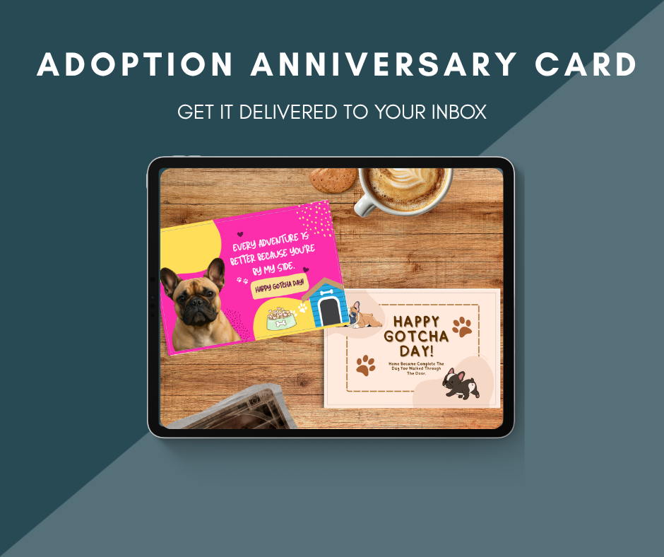 Adoption Anniversary Card | Frenchie Gotcha Day Celebration Card